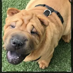 Shar pei