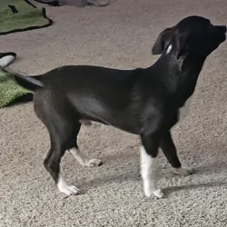 Puppies 🐶 chihuahua mix