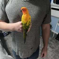 Bird (Sun Conure)