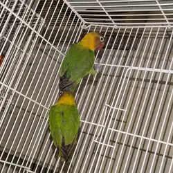 Lovebirds