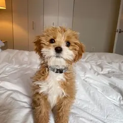 Thelma – Adorable Cavapoo Puppy Available in Cali