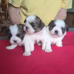 3 AKC Registered Male Shih Tzu Puppies