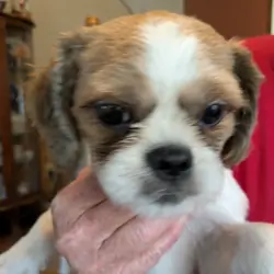 AKC Registered Male Shih Tzu Puppy