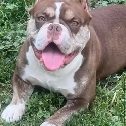 Exotic Bully Female