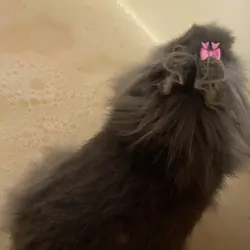 Bunny - breed: lion head - name: Smokey