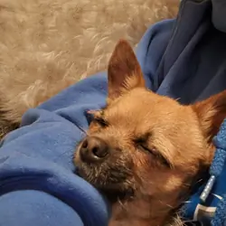 Chapo needs a new home..no kids ..