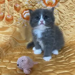 Persian Amazing Blue/White female