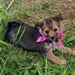 Yorkie Chorkie F2 Female Puppy EastWest