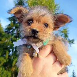 Yorkie Chorkie F2 Male Puppy Benny