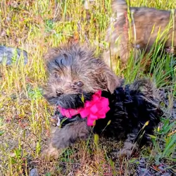 Teacup Yorkie Chorkie F2 Female Sweet Pea