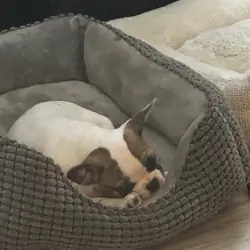 French Bulldog