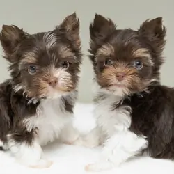 Tame Fluffy Yorkshire Terrier Puppies for Rehoming