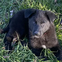 German Shepherd Puppies