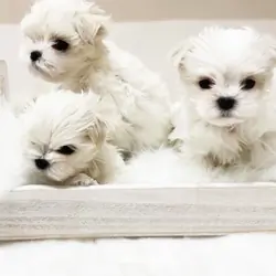 Soft & Cuddly Maltese Pups for Sale