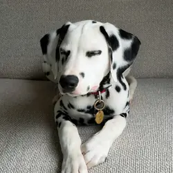 Dalmatian puppy