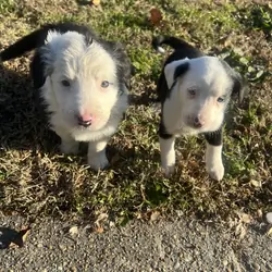 Border collie puppies