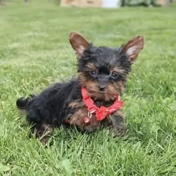 Yorkiepoo