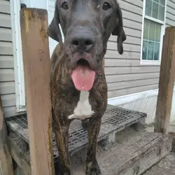 Great Dane 8 month old boy