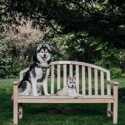 Intelligent Siberian Husky Puppy