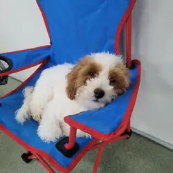 Toy Poodle 5 months