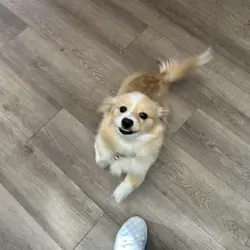 Pomeranians