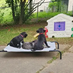 AKC Great Danes