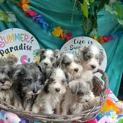 Natural Cute Miniature Schnauzers