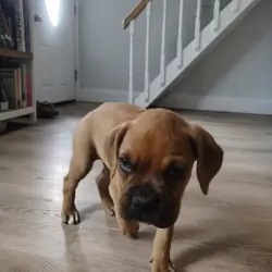 7 week Old female Boxer