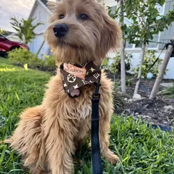 11 Month Goldendoodle for Sale