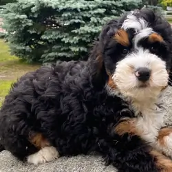 Traditional Tri Color Mini Bernedoodle Boy