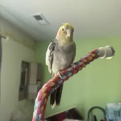 Quaker Parrot and a cockatiel