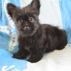 Yorkiepoo Male CKC Runner