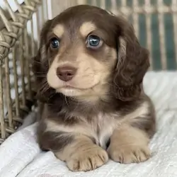 🌸 COCO – Female Miniature Dachshund Puppy