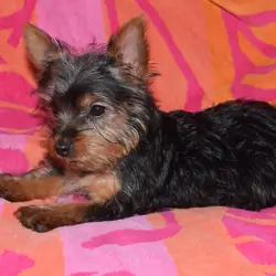 CKC Female Yorkie- ROSE