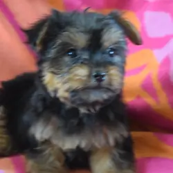CKC female Schnorkie- Dallas
