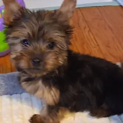 Tiny tiny yorkie