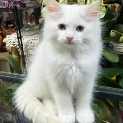 Male Ragdoll Kitten
