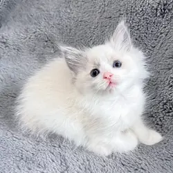 Bicolor Ragdoll Girl