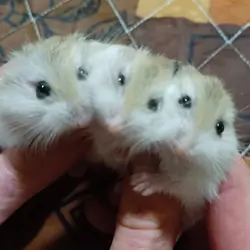 Robo baby hamster