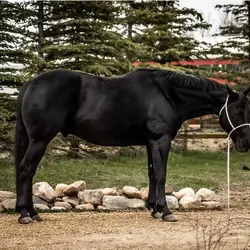 Fancy Broke Qh Gelding