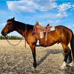 REG. QH Gelding