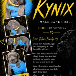 Cane Corso Puppiesss
