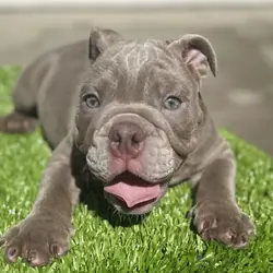 English Bulldog