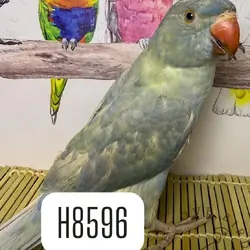 Baby Indian ringneck