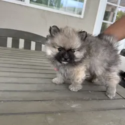 Pomeranian