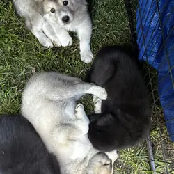 Husky Puppies