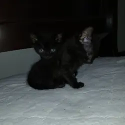 Found Abandoned Kittens
