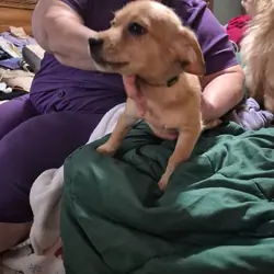 2 month old puppies