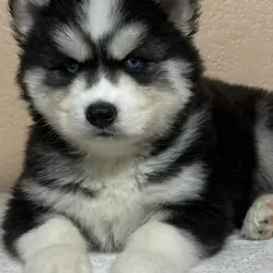 Siberian Husky Puppies