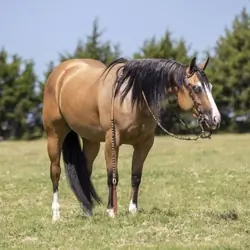 Buckskin Quarter Horse mare 15.1 Hands